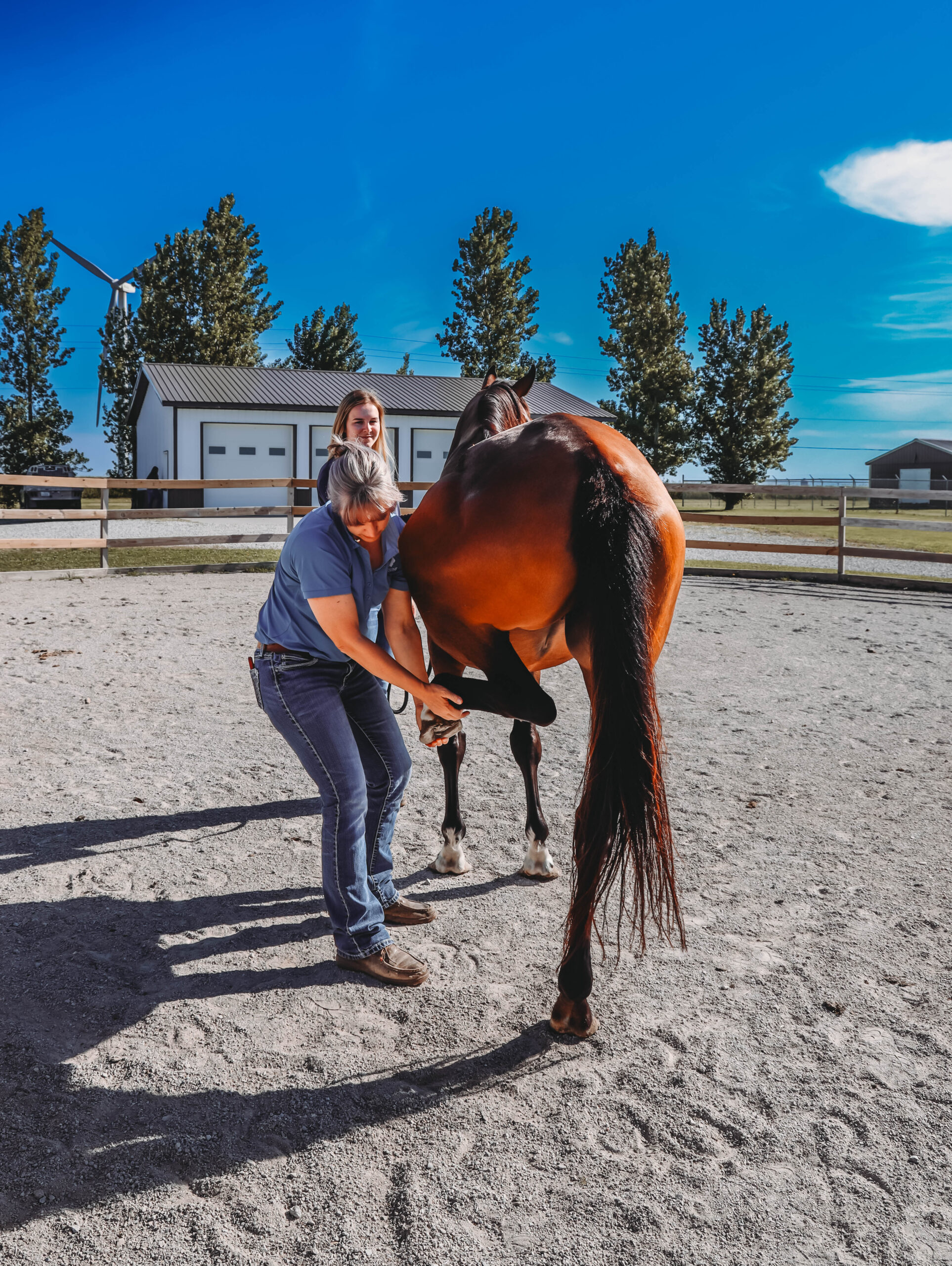 Degenerative Suspensory Ligament Disease (DSLD) / Equine Systemic Proteoglycan Accumulation (ESPA): What It Means for Your Horse